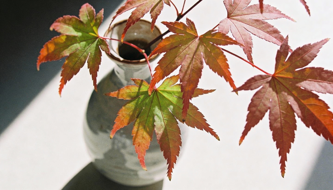 Sim, essa árvore é perfeita para varandas e apartamentos porque cresce de forma lenta e se adapta muito bem ao cultivo em vasos