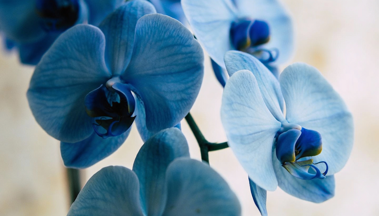 A dúvida mais frequente sobre a orquídea azul natural é se ela realmente existe na natureza