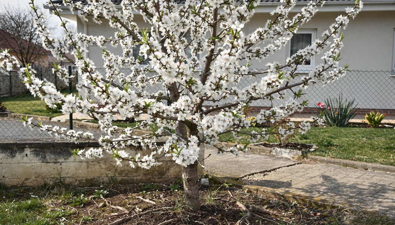 A manutenção dessa árvore é surpreendentemente simples e não exige conhecimentos especializados em jardinagem