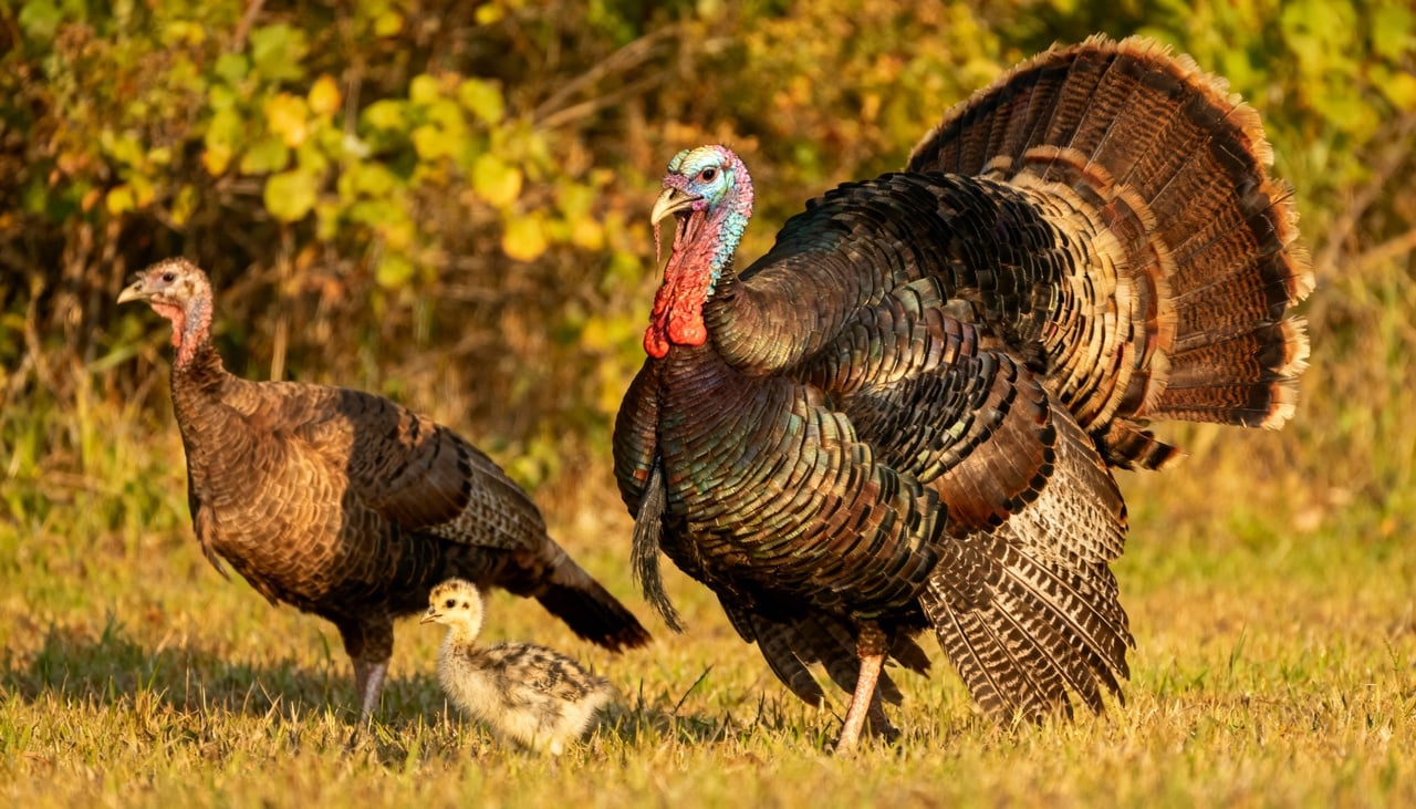 Os perus adultos recebem denominações distintas conforme o gênero
