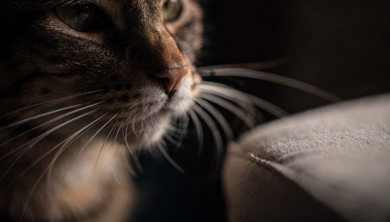 Esses fios mais grossos e sensíveis, chamados tecnicamente de vibrissas, estão profundamente ligados ao sistema nervoso do animal