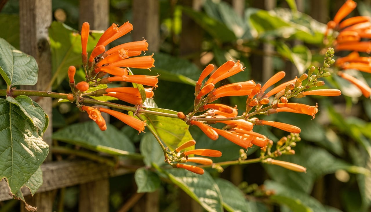 A flor de são joão se adapta melhor a climas mais quentes, similares ao mediterrâneo, onde não ocorrem geadas prolongadas
