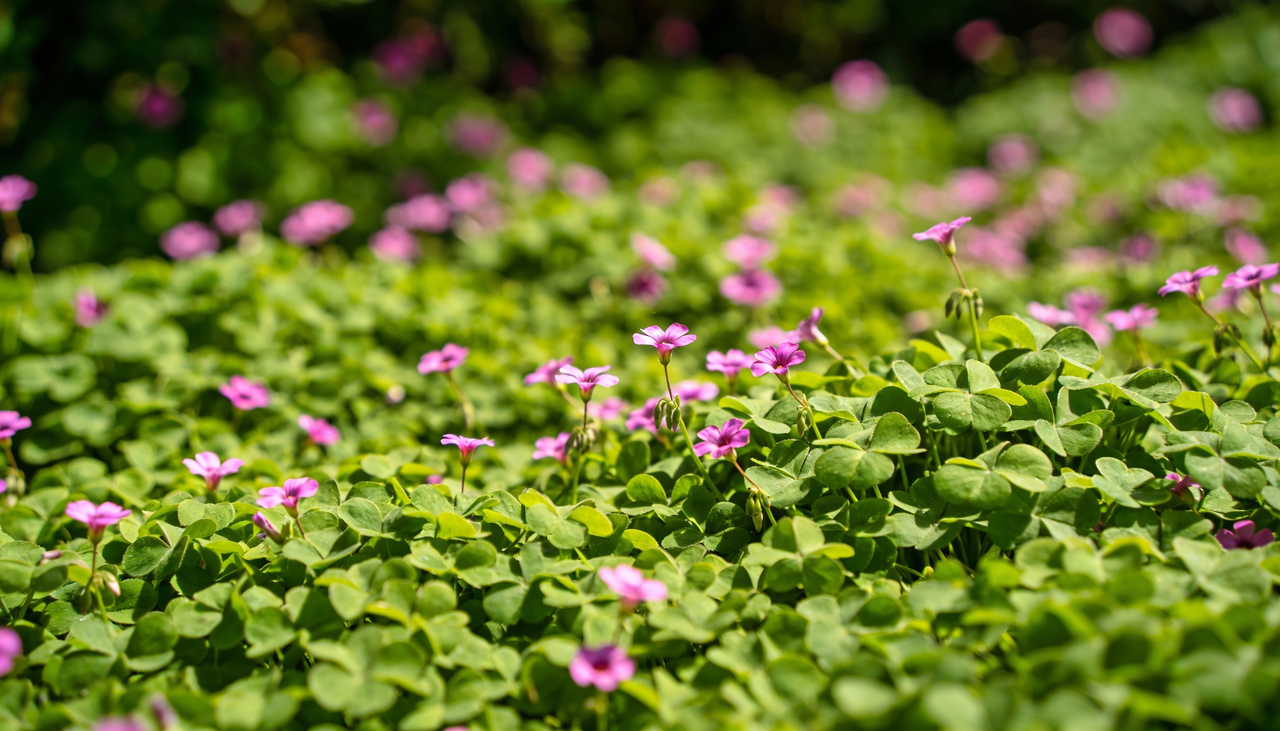 Trocar o gramado convencional por plantas floridas traz benefícios práticos que vão muito além da estética colorida e perfumada