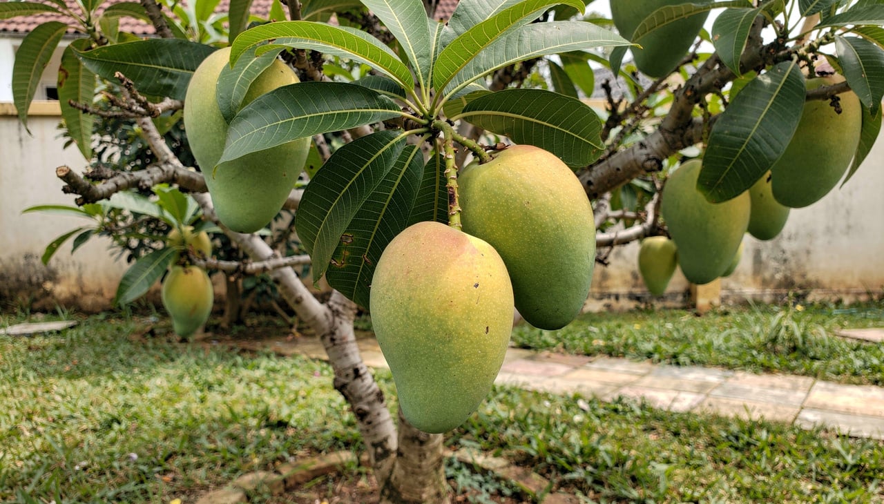 O comportamento das raízes da mangueira é um fator essencial na hora de decidir onde plantar