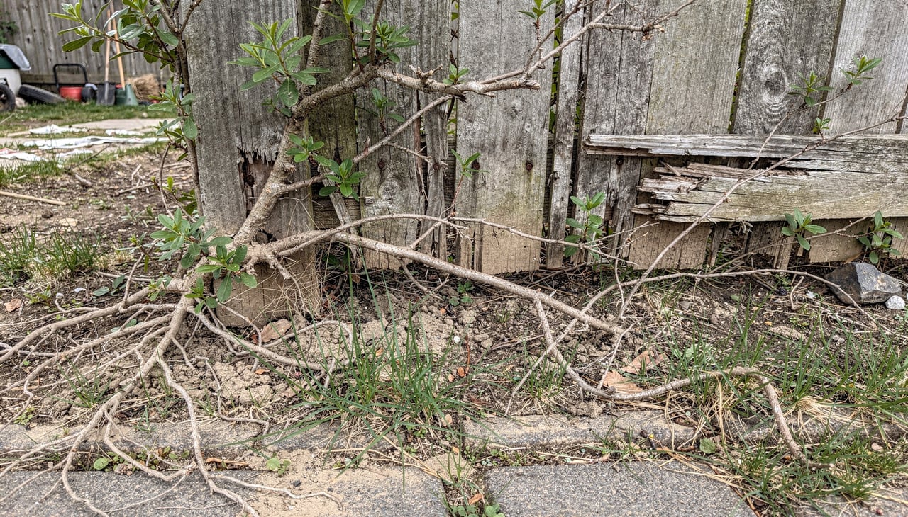 As trepadeiras ornamentais atraem muita gente pela beleza exuberante de suas flores e folhagens