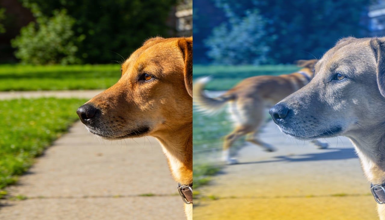 Para entender a cor que os cães enxergam, é preciso observar a composição do olho canino