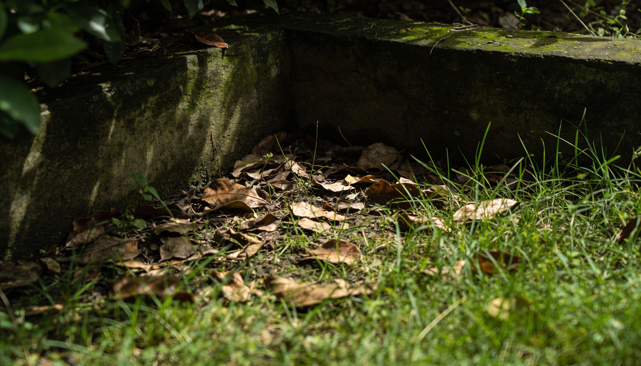 Ao pensar em como eliminar pulgas do quintal, o primeiro passo é o manejo correto da vegetação