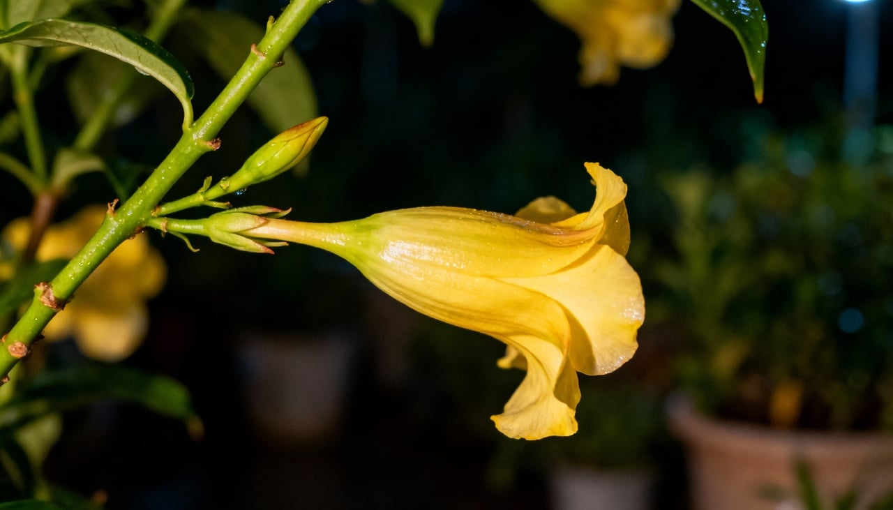 A floração noturna representa uma vantagem evolutiva significativa em ambientes com alta competição por polinizadores diurnos – Imagens produzidas com uso de Inteligência Artificial