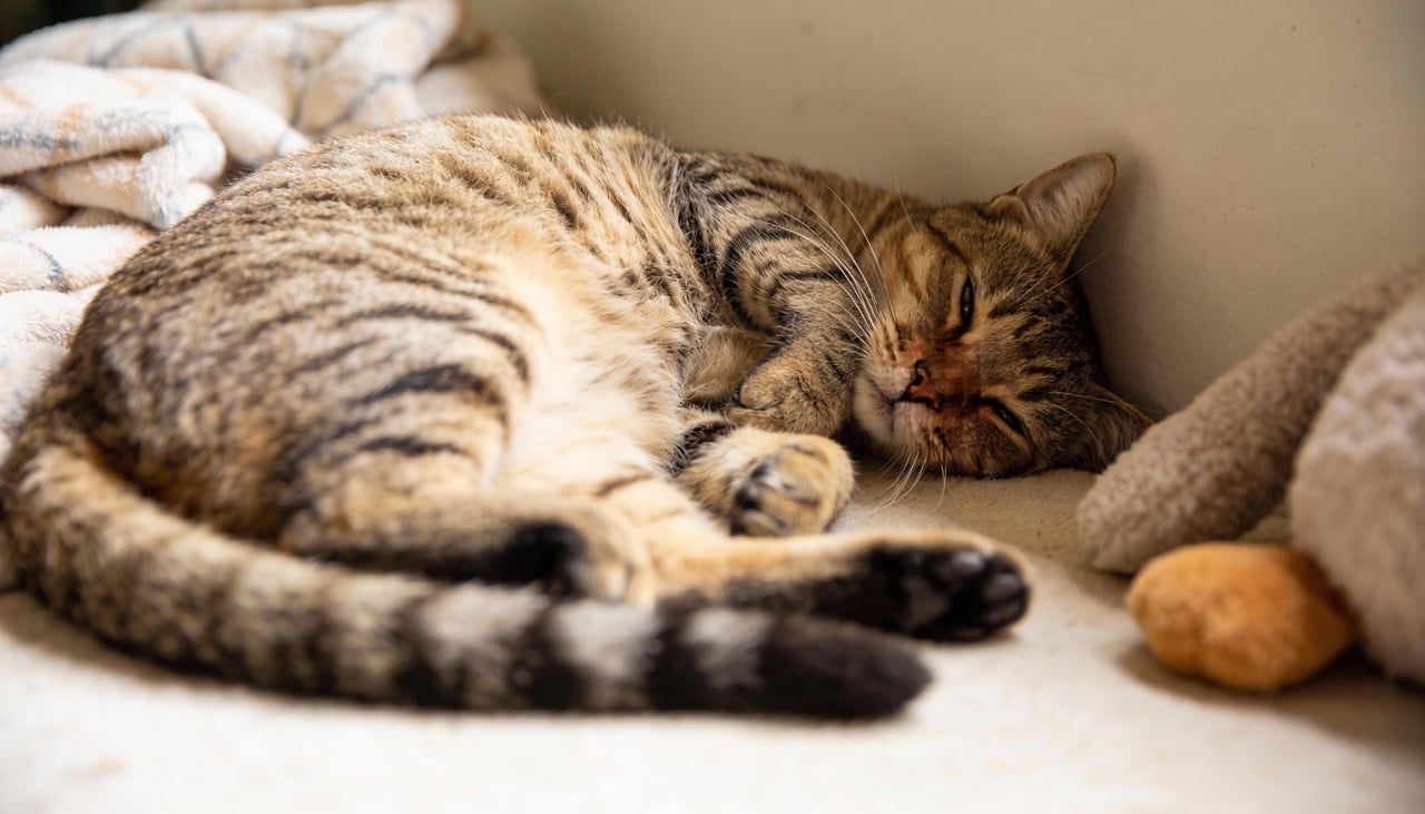 O sorriso de cachorro ou “sorriso de gato” é, na prática, um conjunto de sinais físicos que variam conforme o contexto