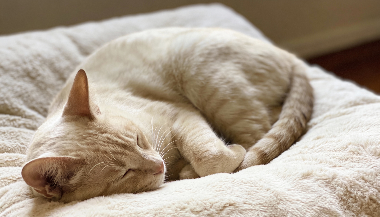 O ronronar do gato é um som rítmico e contínuo, de baixa frequência, produzido pela contração dos músculos da laringe