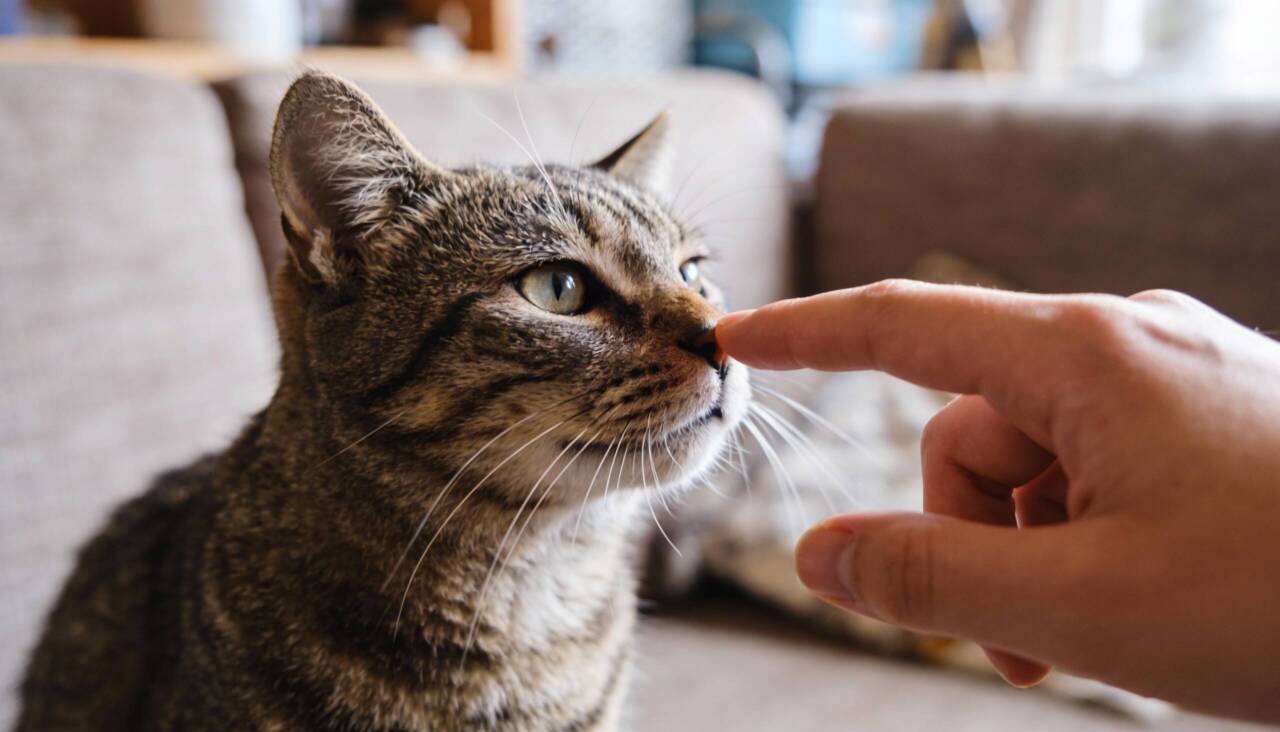 Gatos possuem memória de curto prazo funcional que retém informações por dezesseis horas aproximadamente