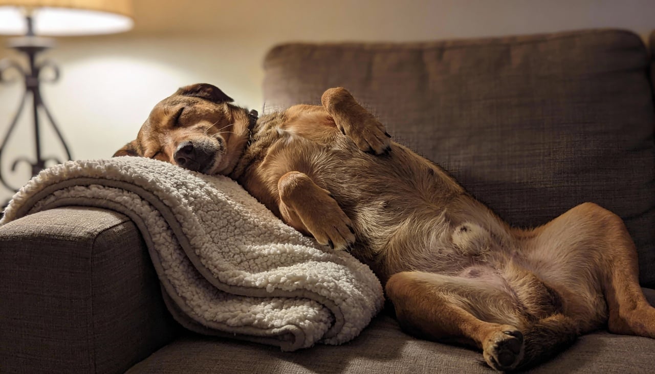 Na natureza, proteger os órgãos vitais é a regra número um para a sobrevivência de qualquer animal