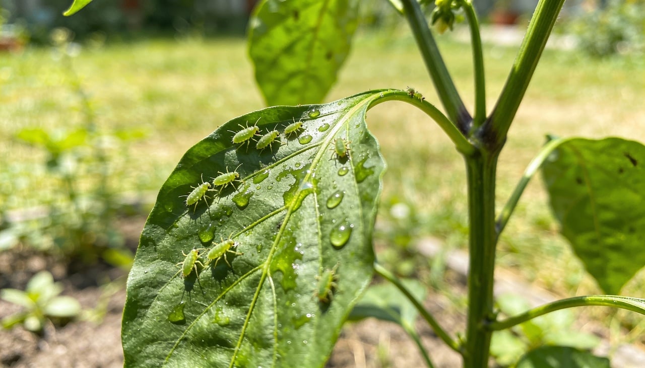 Muitas vezes, achamos que para combater invasores resistentes precisamos de produtos químicos fortes e caros