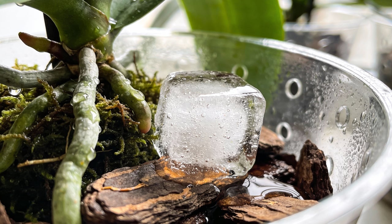 A ideia principal desse método não é congelar a planta, mas sim liberar a água de forma lenta e gradual à medida que o cubo derrete