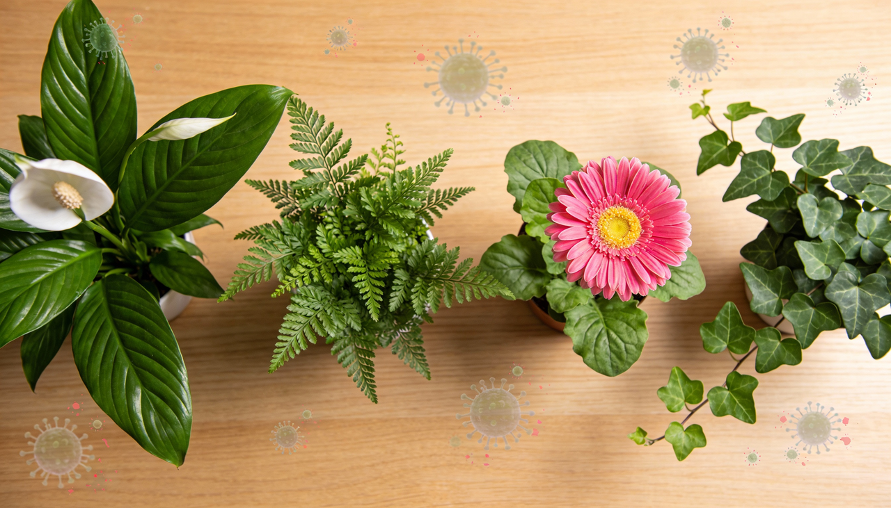 Essas plantas combinam beleza estética com funcionalidade prática