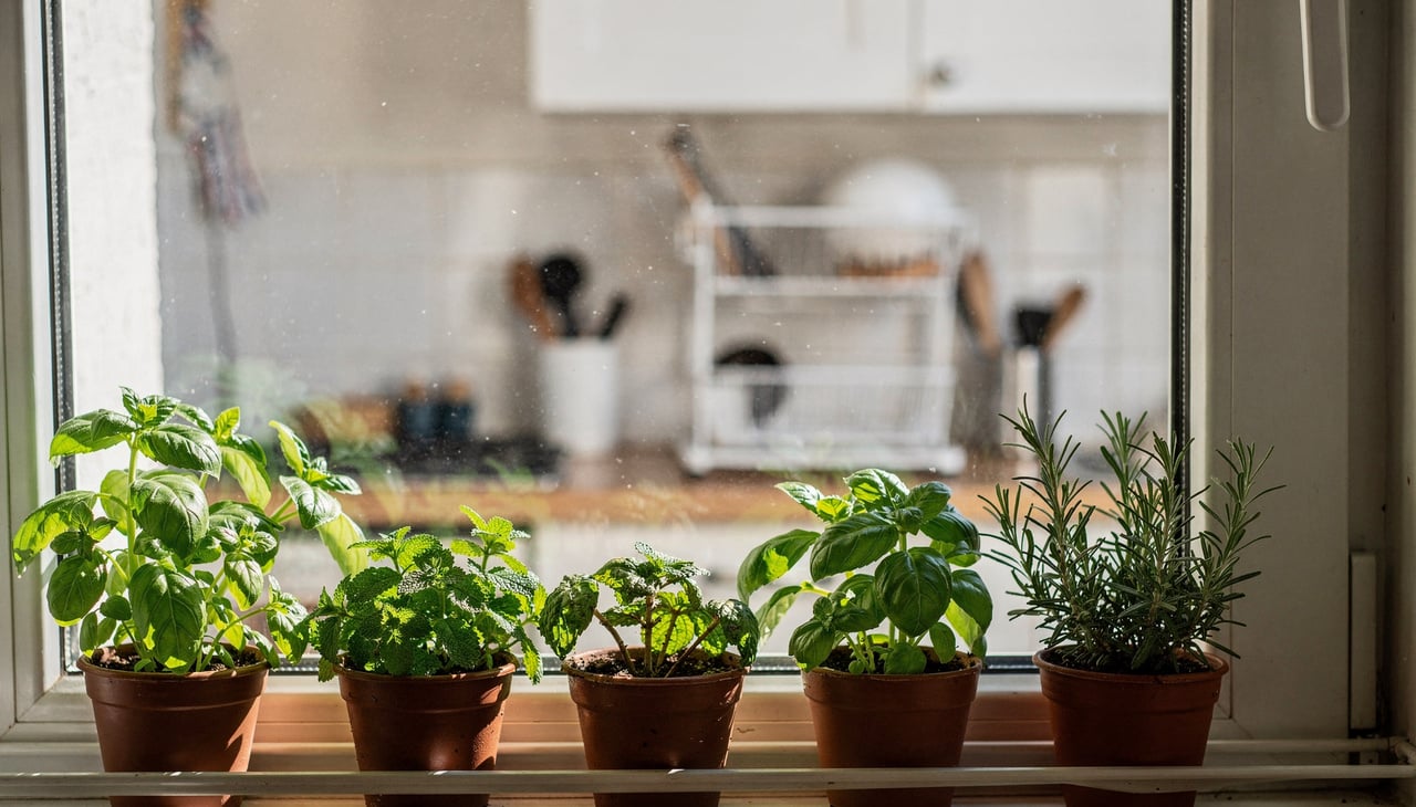 Nem toda planta se adapta bem ao ambiente interno, por isso é fundamental selecionar espécies que gostam de luminosidade