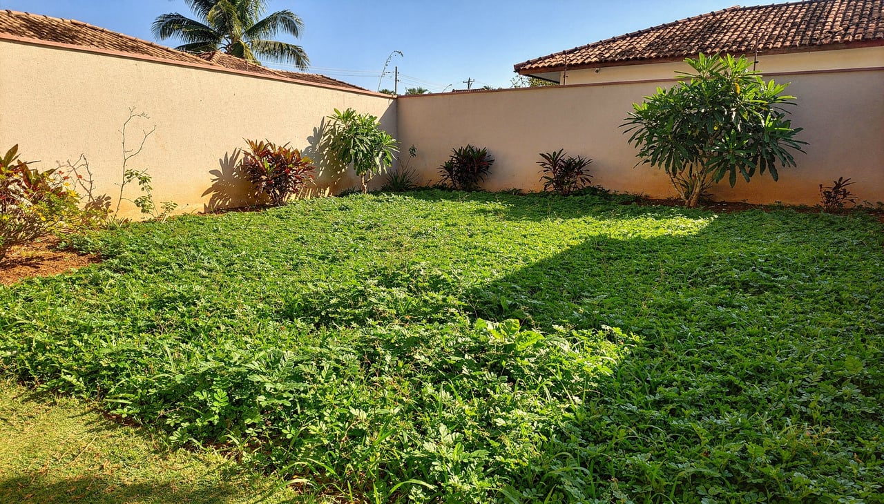 A escolha da planta ideal depende das condições específicas de cada cantinho do seu jardim