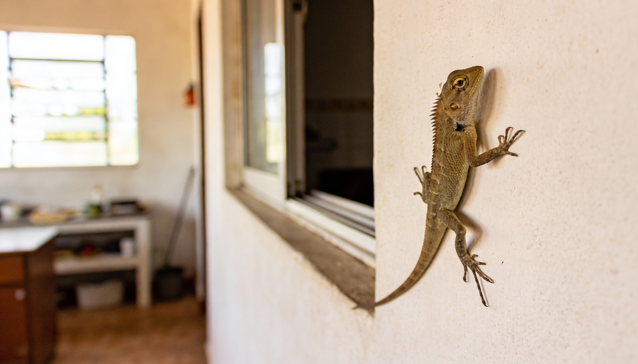 Os lagartos não invadem casas por acaso, eles seguem instintos básicos de sobrevivência que os levam a procurar ambientes que ofereçam condições ideais de temperatura