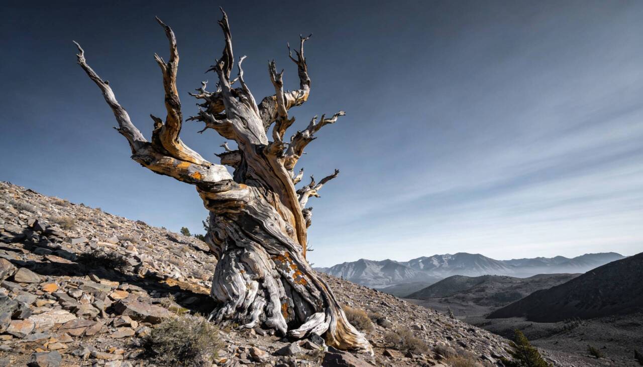 O Prometeu era um pinheiro bristlecone da Grande Bacia, uma espécie rara conhecida por sua extraordinária longevidade