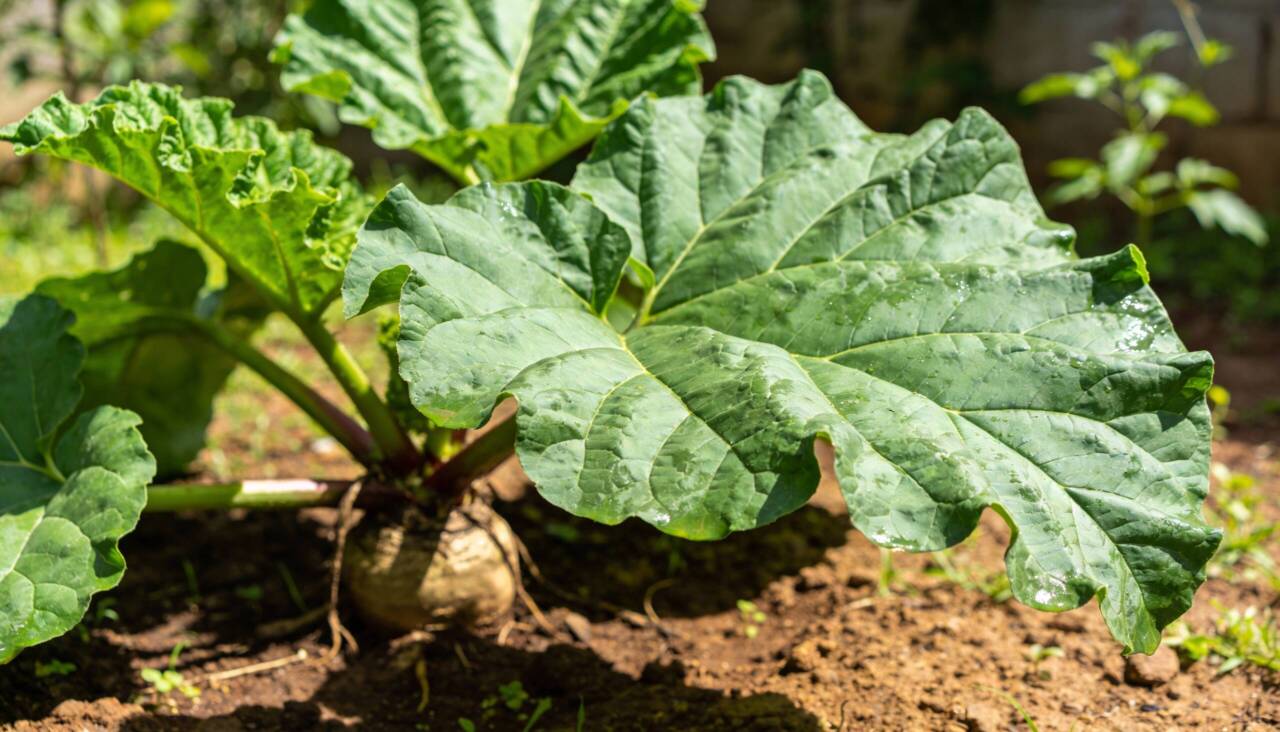 Ela é extremamente rústica, suportando variações de clima sem exigir quase nenhum cuidado específico