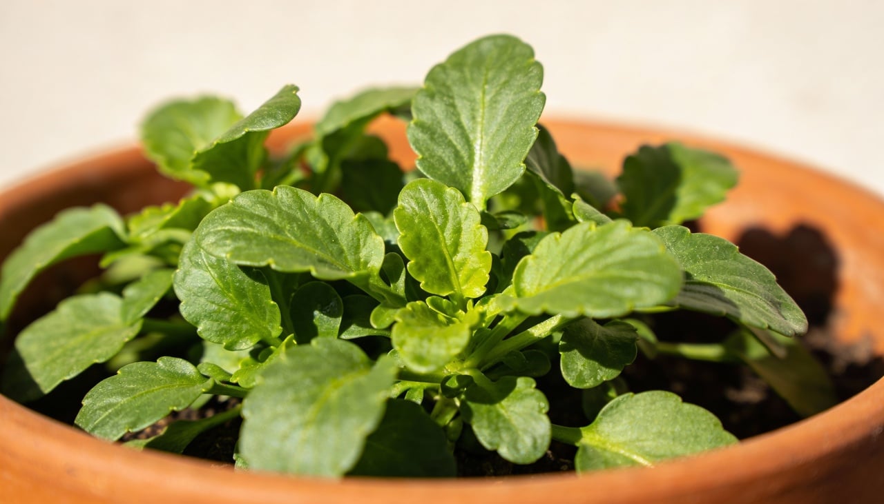 A Arruda é, sem dúvida, uma das plantas mais respeitadas no Brasil quando o assunto é proteção energética
