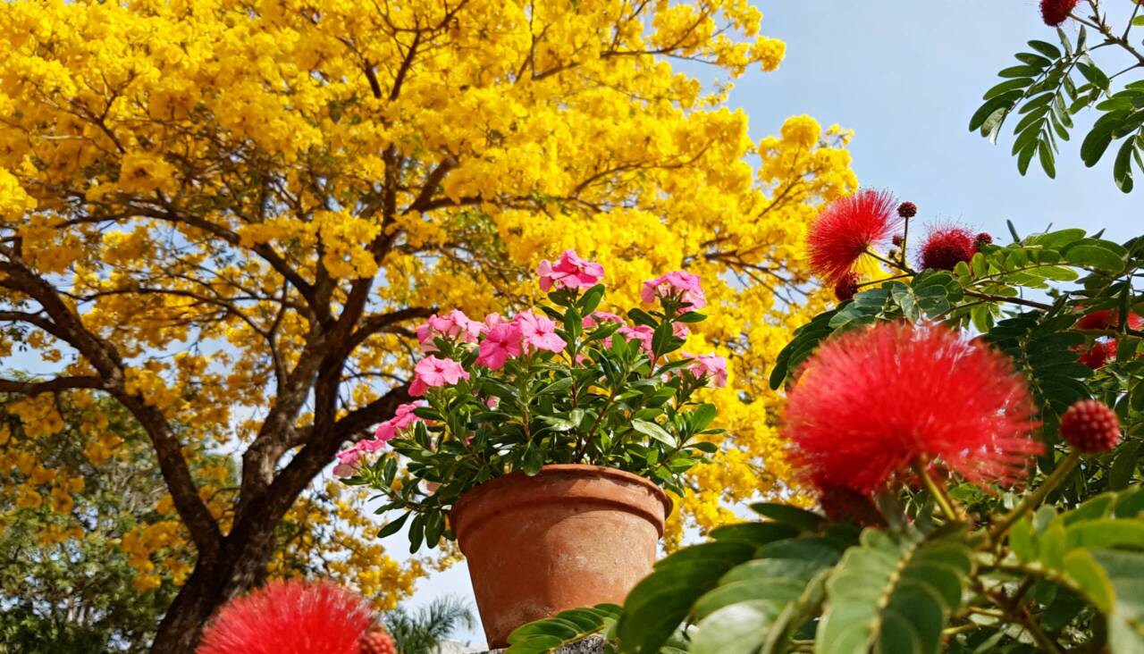 O clima temperado europeu limita severamente a diversidade botânica local