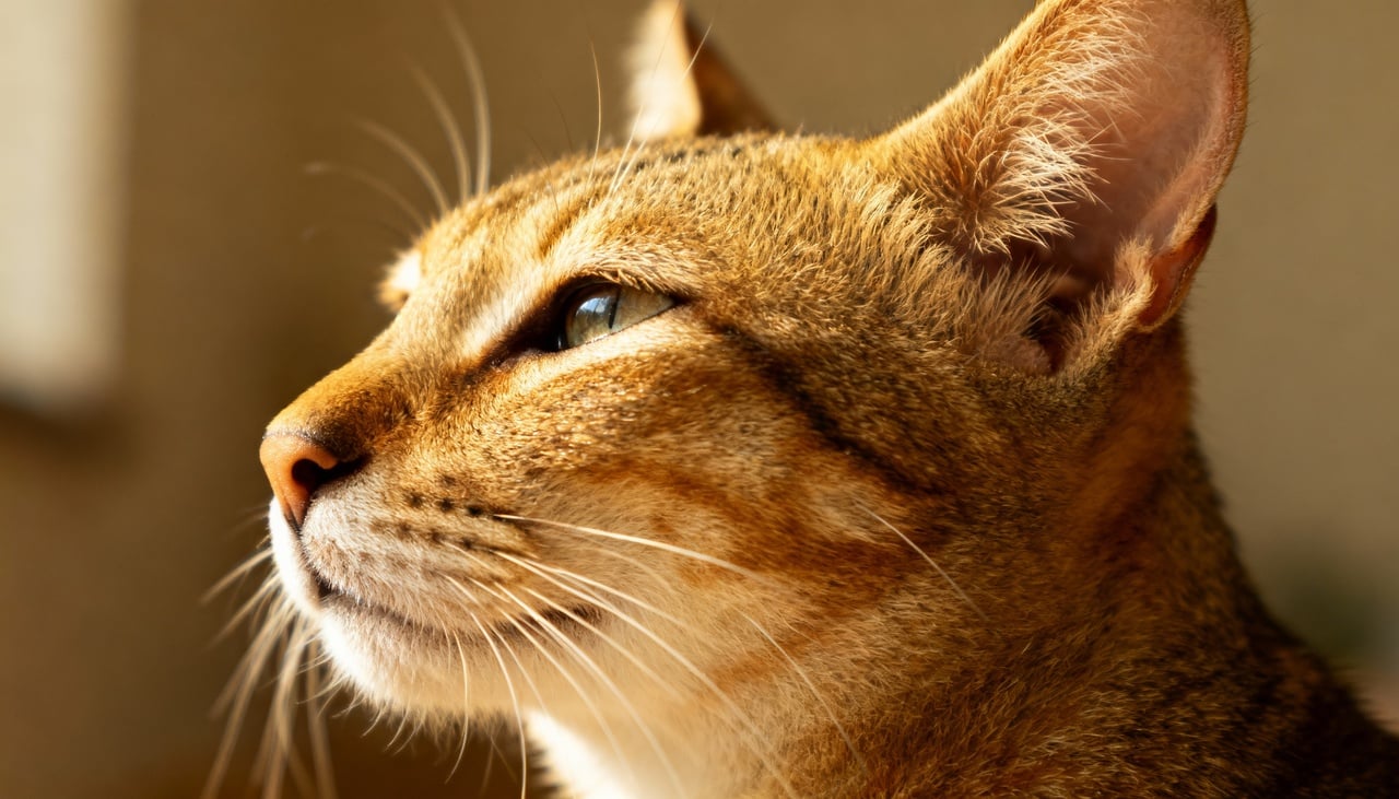 Do ponto de vista científico, não há comprovação de que gatos veem espíritos