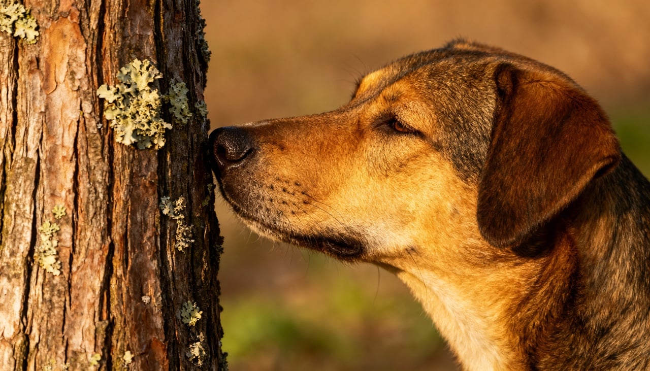 O olfato é o principal sentido dos cães, e estima-se que um cachorro possa ter centenas de milhões de receptores olfativos no nariz
