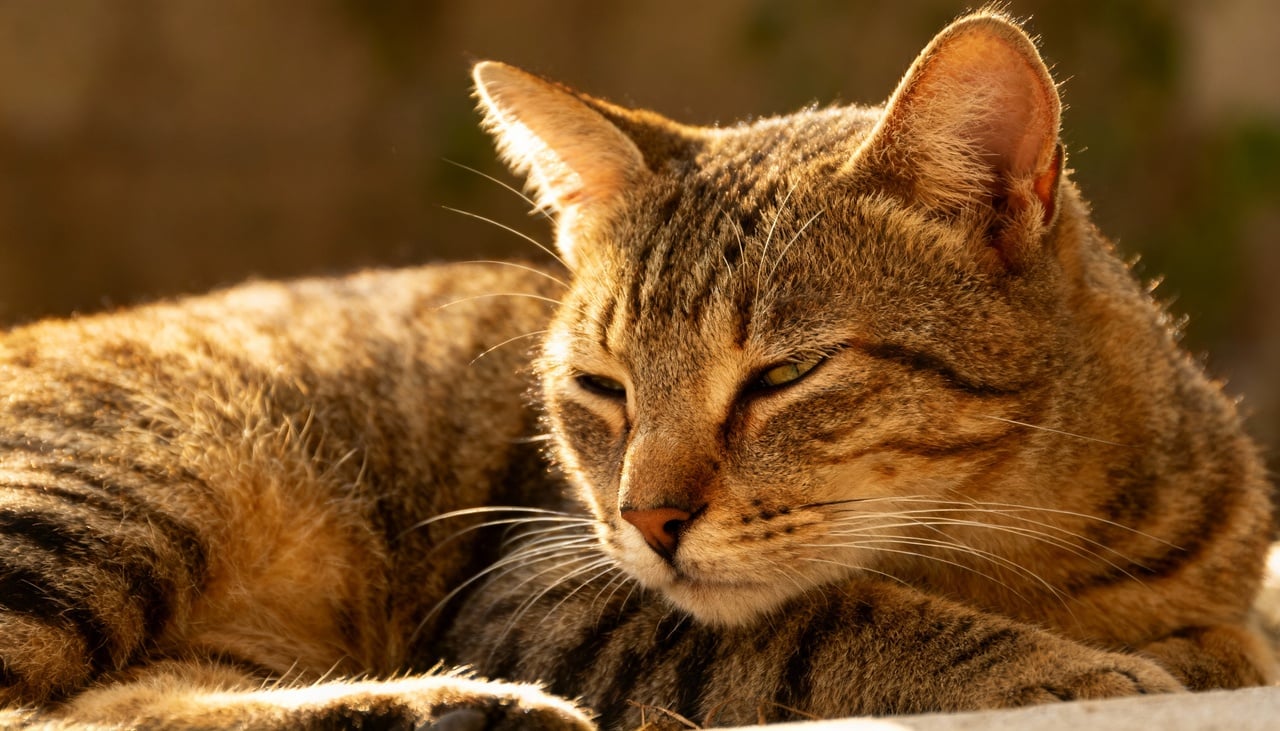 O principal motivo para os gatos dormirem tanto é a necessidade de poupar energia para atividades de alta intensidade, como a caça – Imagens produzidas com uso de Inteligência Artificial