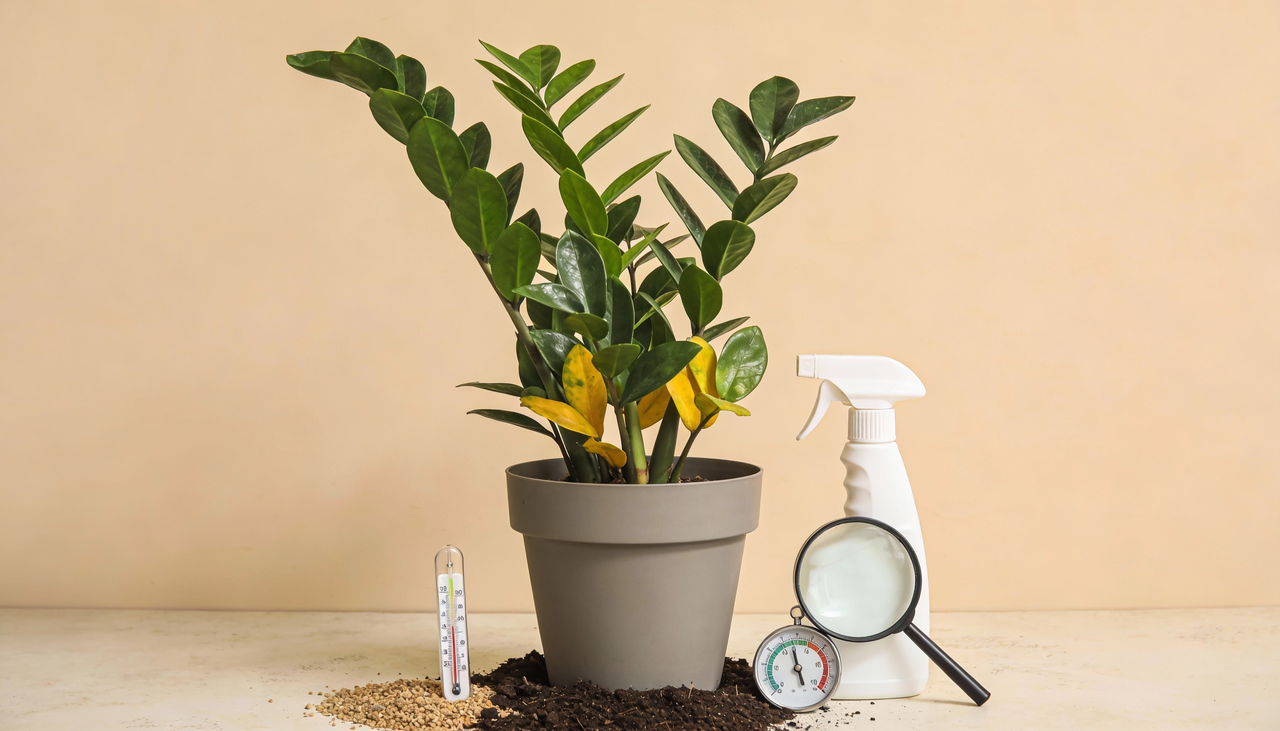 Sendo nativa de regiões tropicais da África, a zamioculca necessita de ambiente estável sem flutuações bruscas de temperatura