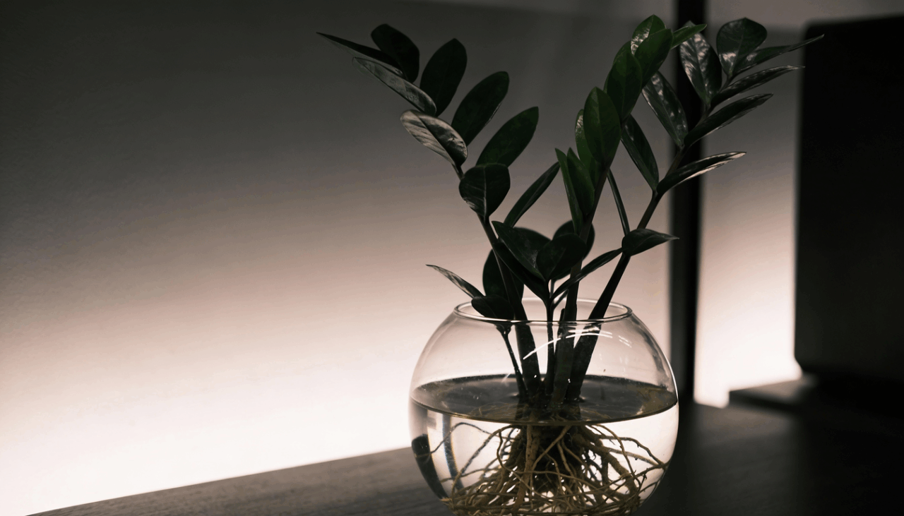 O que torna essa planta praticamente indestrutível é uma estrutura inteligente que ela esconde debaixo da terra