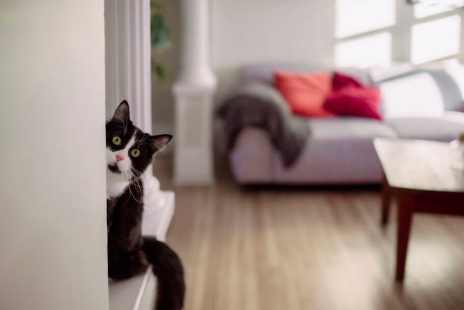 Problemas na decoração da casa aparece em forma de estresse, comportamentos estranhos e até problemas de saúde