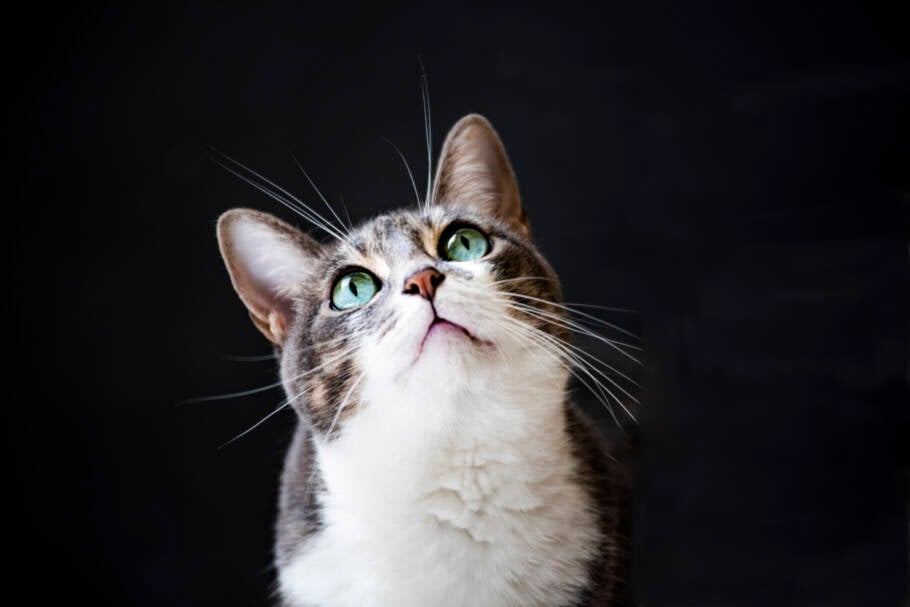 O hábito do gato encarar o “nada” não é raro nem sinal de algo negativo