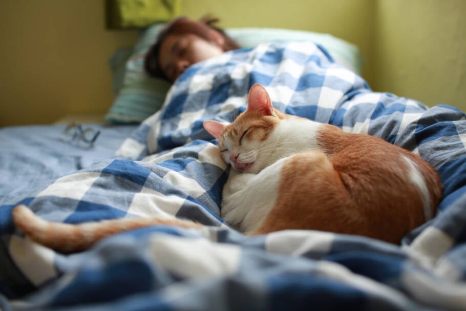 Dormir sobre as pernas do tutor traz conforto e segurança para o gato