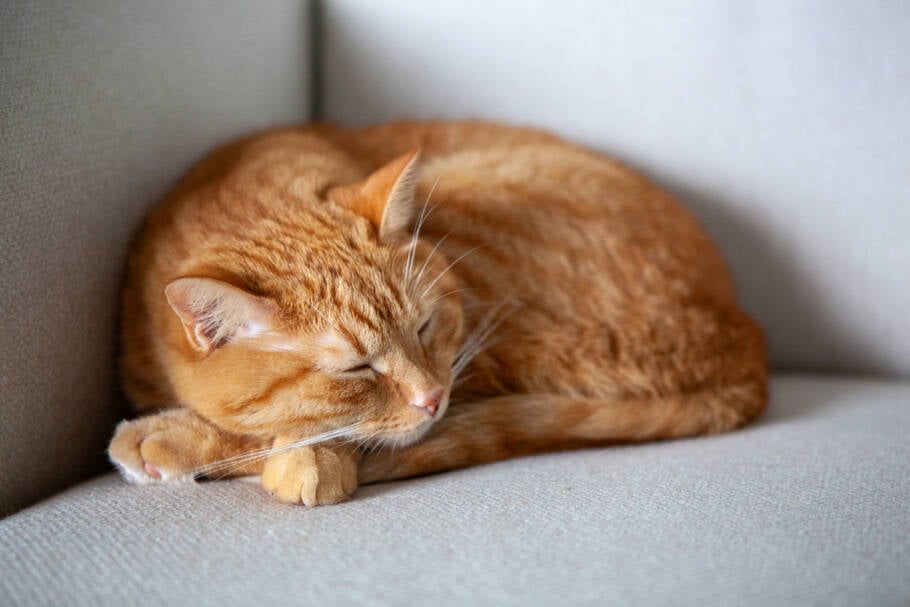 Os lugares preferidos do seu gato podem revelar sobre a dinâmica energética da casa