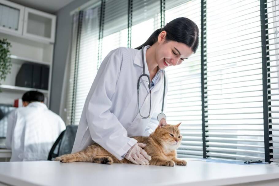 O veterinário deve ser consultado caso haja secreções anormais nas mamas da gata (Imagem: Hananeko_Studio | Shutterstock)