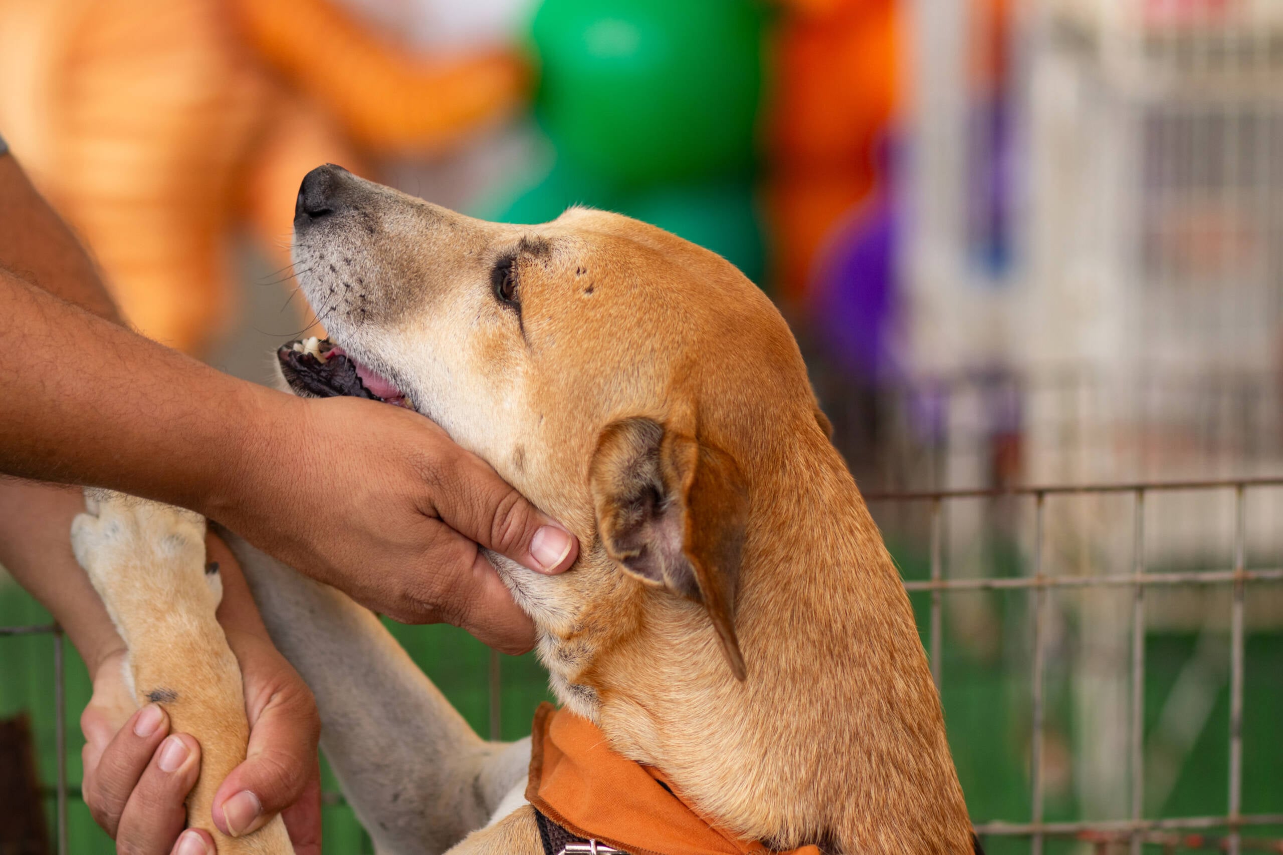 Para quem não sabe, Dezembro Verde é um movimento nacional contra os maus-tratos e o abandono de pets