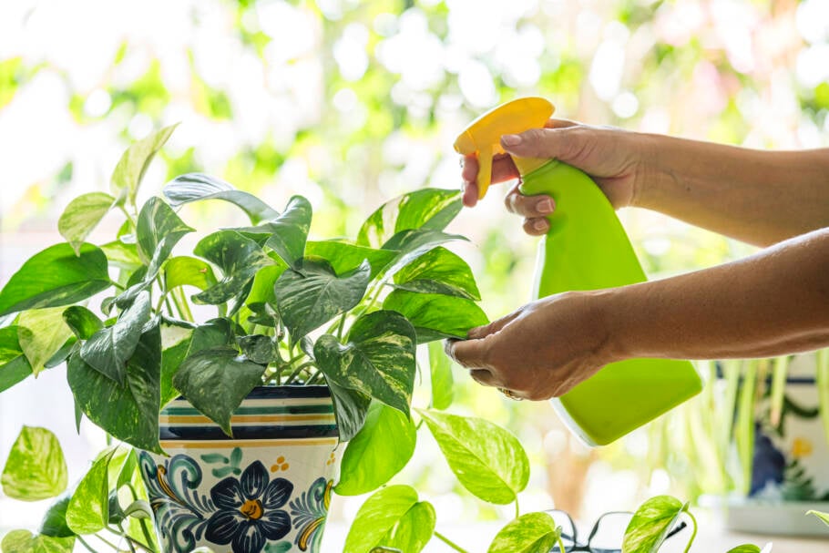Jiboia é uma planta que cresce rápido e deixa qualquer cantinho mais bonito