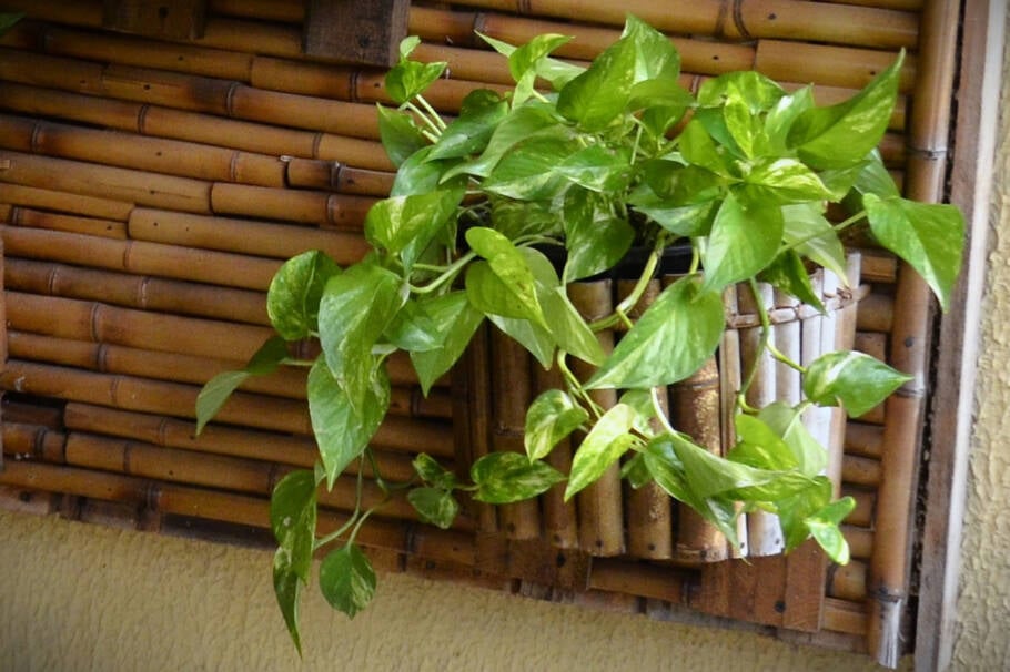 Jiboia é uma planta que se adapta bem ao ambiente