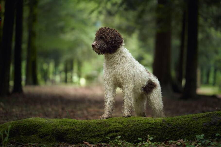 O lagotto romagnolo é inteligente, carinhoso, obediente e muito dedicado ao tutor (Imagem: Anna Averianova | Shutterstock)