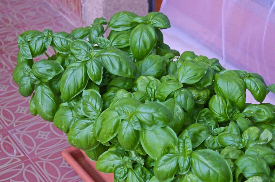 O aroma intenso do manjericão é agradável para as pessoas, mas extremamente desagradável para moscas