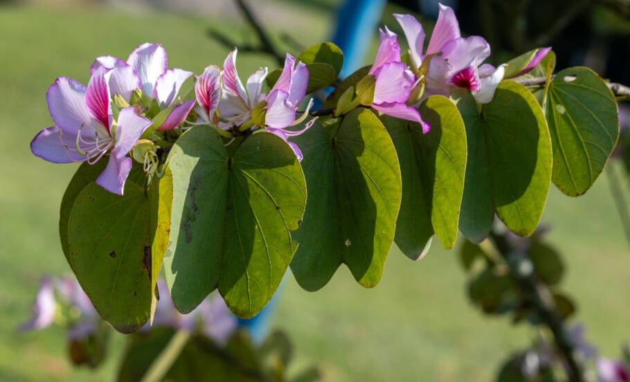 A pata-de-vaca floresce principalmente no fim do inverno e durante a primavera