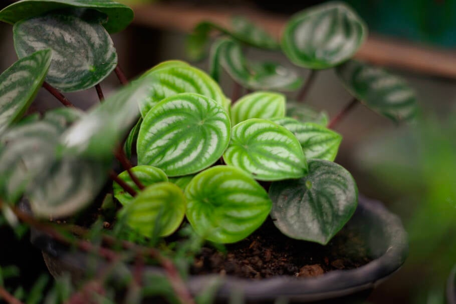 Peperomia exige água apenas quando o solo está seco