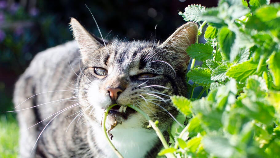 Catnip, também conhecida como erva-do-gato, atrai a atenção dos felinos