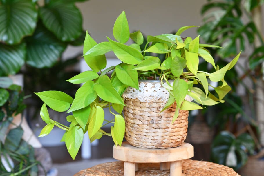 Pothos neo é umas das plantas mais resistentes