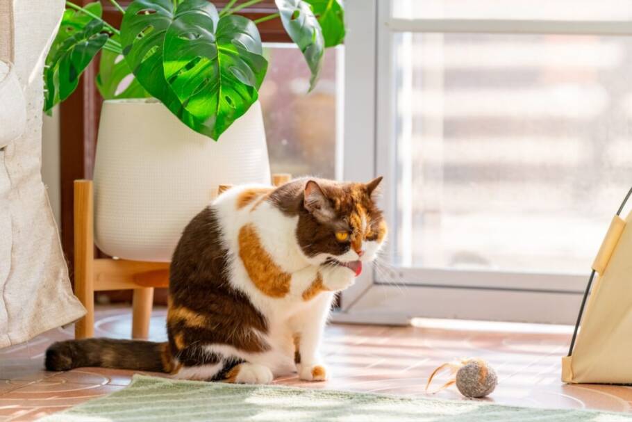 Lamber o próprio corpo é comum em gatos domésticos e em felinos selvagens (Imagem: CandyRetriever | Shutterstock)