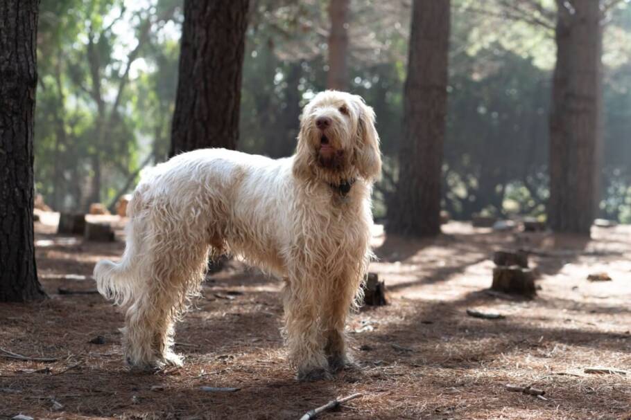 O spinone italiano é um animal resistente, mas que também demonstra grande sensibilidade e afeto (Imagem: Wirestock Creators | Shutterstock)