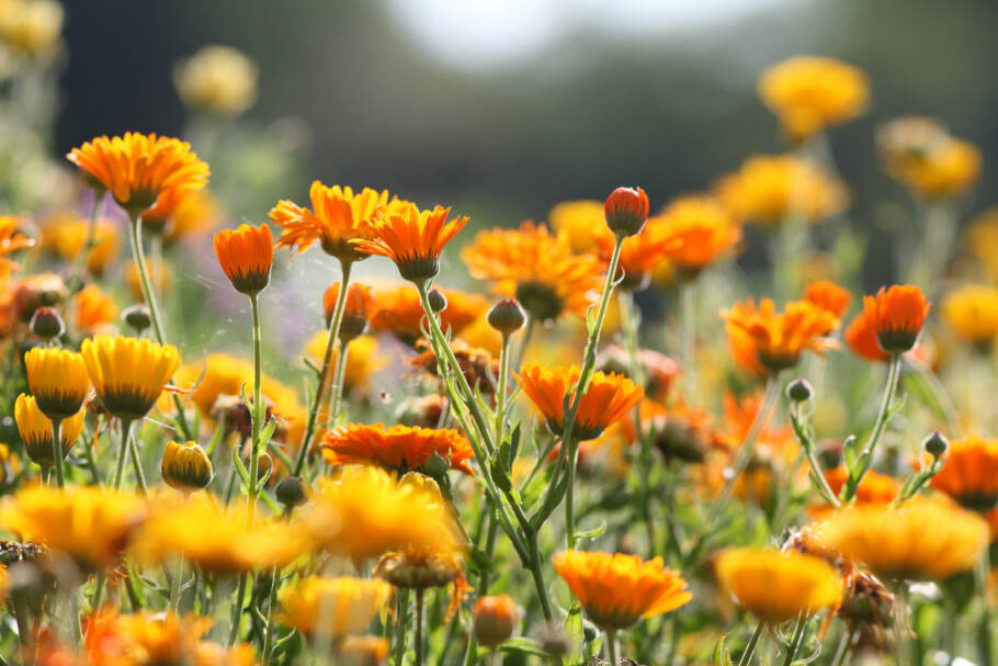 Se você procura uma alternativa natural aos repelentes convencionais, a calêndula pode ser uma excelente escolha
