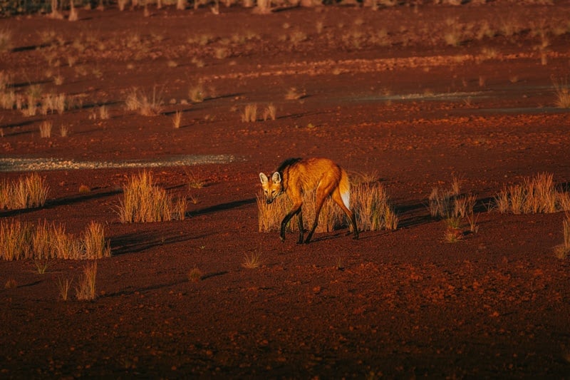 Lobo-guará avistado na região da Trijunção, no Cerrado
