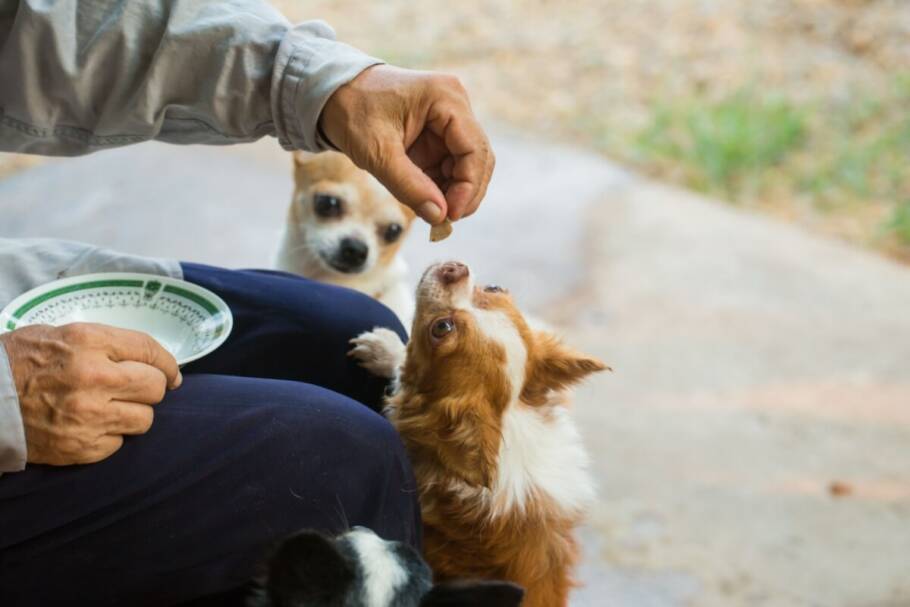 Os cachorros pequenos precisam de dietas cuidadosamente balanceadas (Imagem: boyphare | Shutterstock)